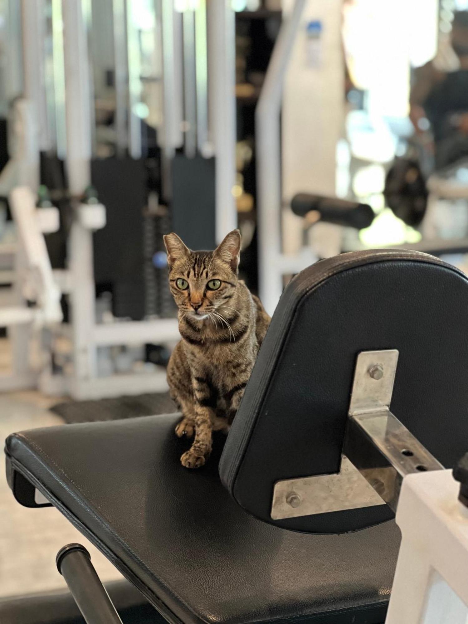 Tropica Gili Total Body Fit - Free Access Gym And Coworking Space Gili Trawangan Eksteriør bilde